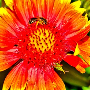 Bee and flower.