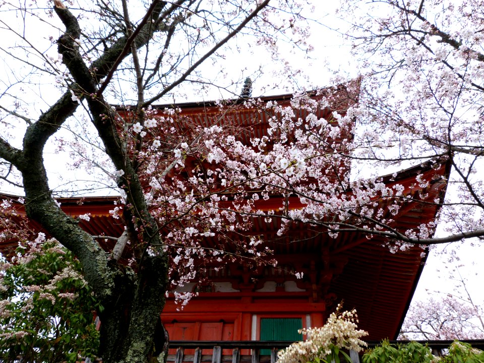 Kyoto day 4: Hiroshima, Miyajima