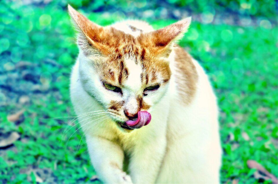 Whiskers animal pet
