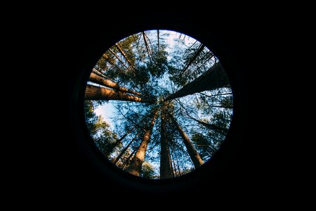 Spruce nature lens photo