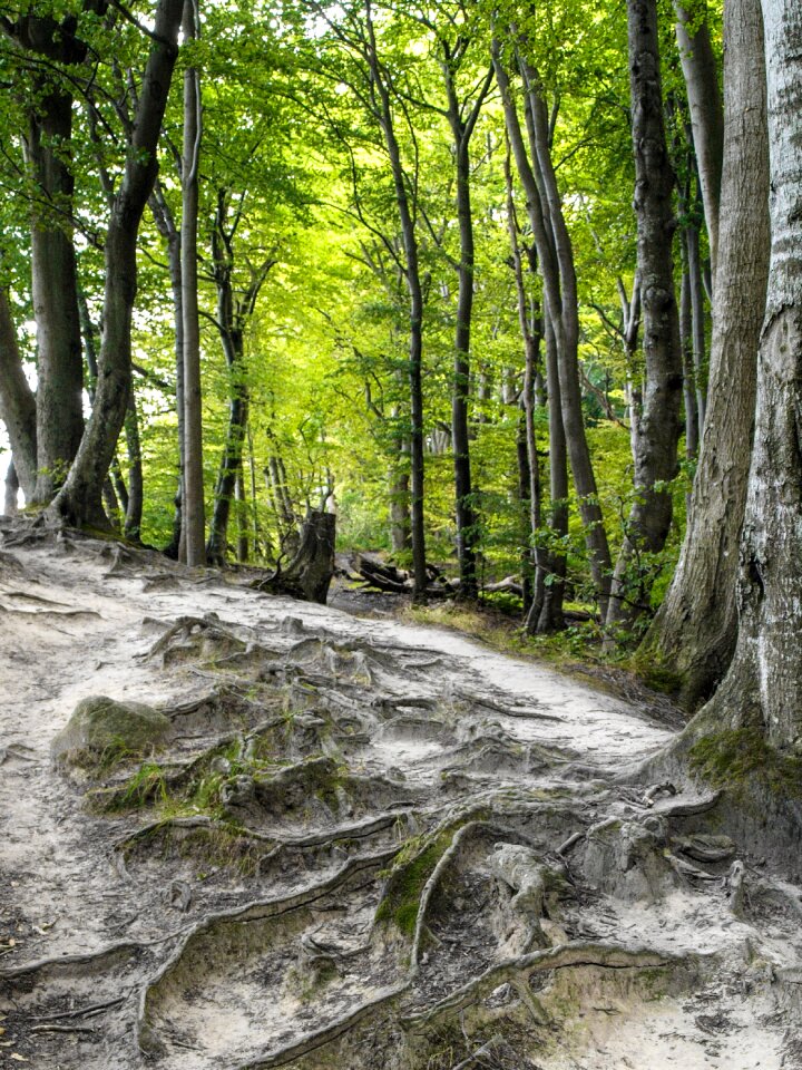 Landscape root of course