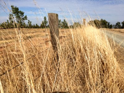 Grassy Fence photo