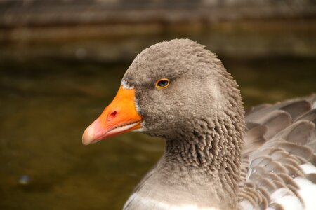 Bird birds bill