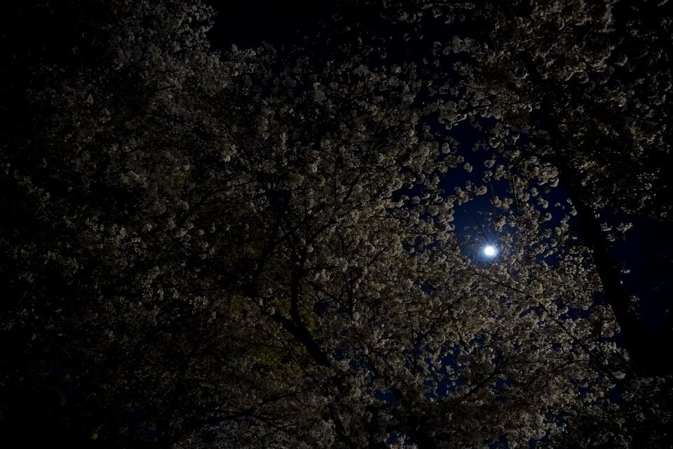 Cherry blossoms at night (Yozakura, 夜桜)