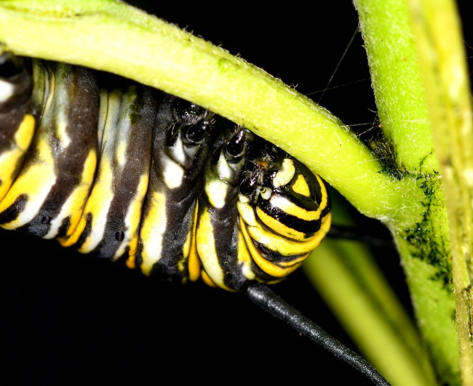 Monarch Caterpillar.