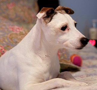 Emmy, our Jack Russell
