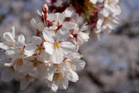 Sakura (Cherry blossoms) photo