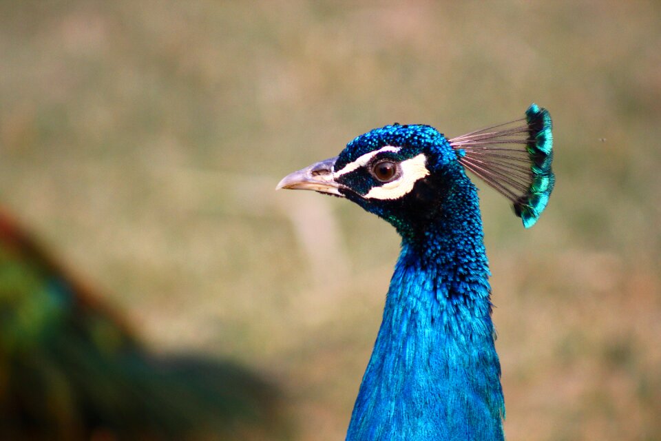Wildlife animal portrait fauna