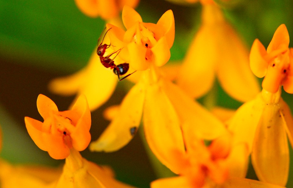 2mm. ant on milkweed flower.