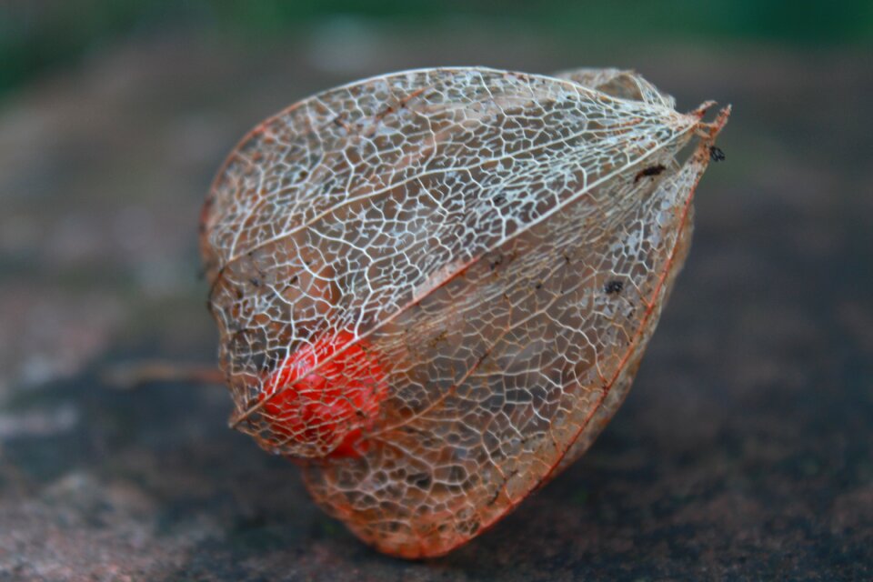 Autumn decoration fragile sensitive