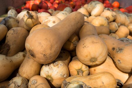 Bottle gourd brown beige