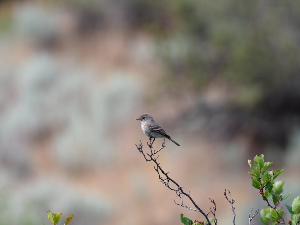 Grey Flycatcher