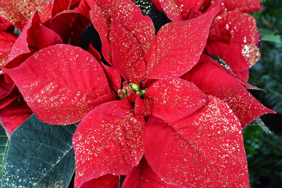 Blossom bloom plant