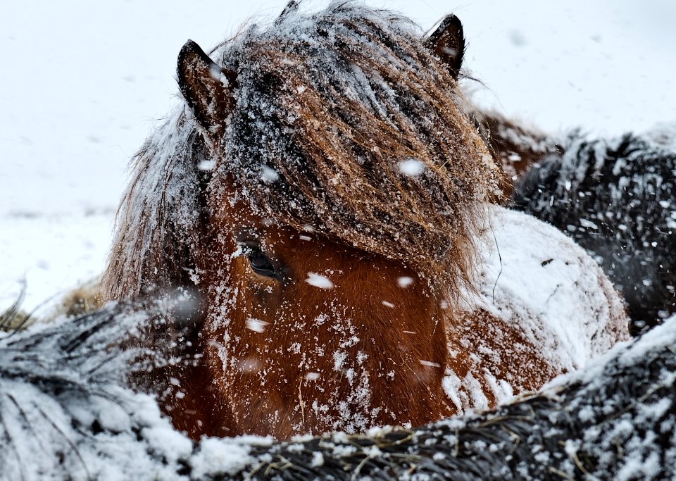Neugieriger Blick - Island Pony