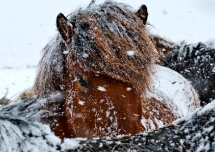 Neugieriger Blick - Island Pony
