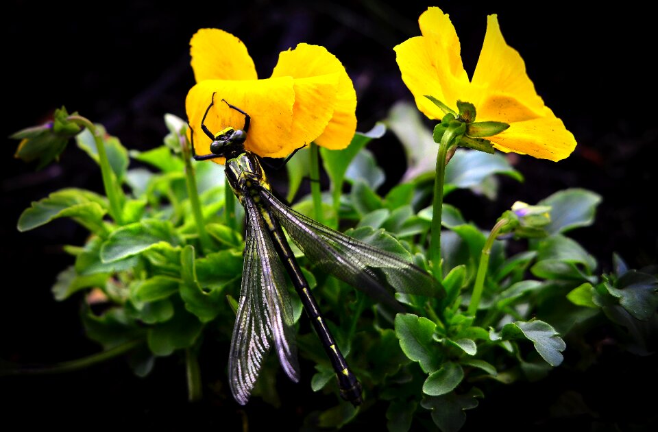 Flowers plant garden
