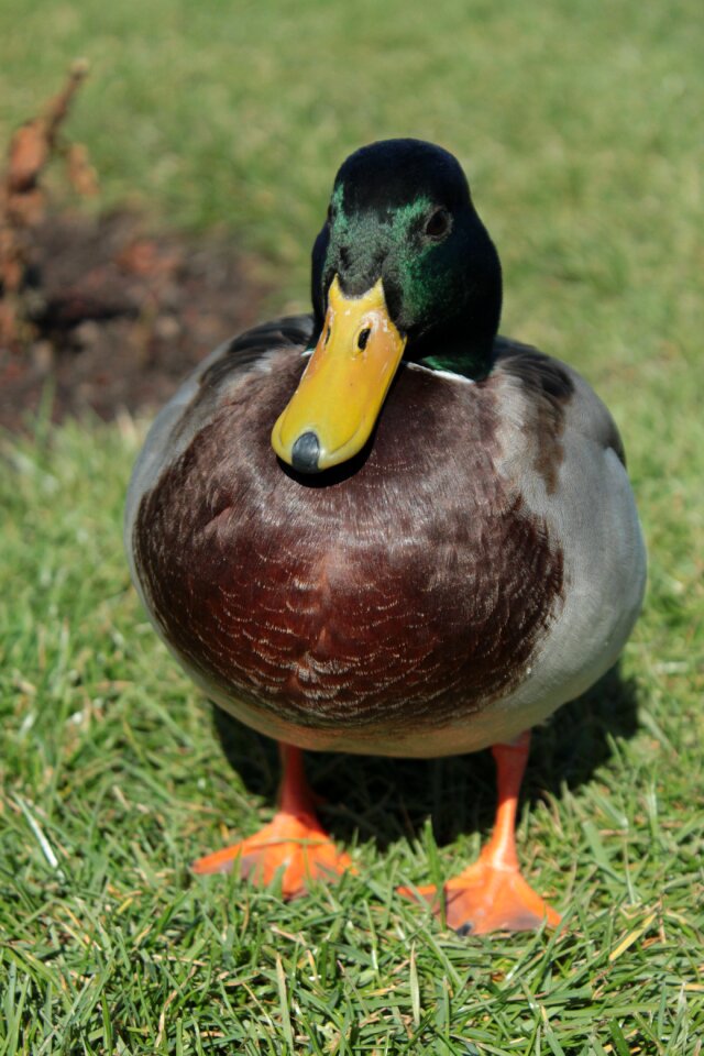 Bird water bird duck bird