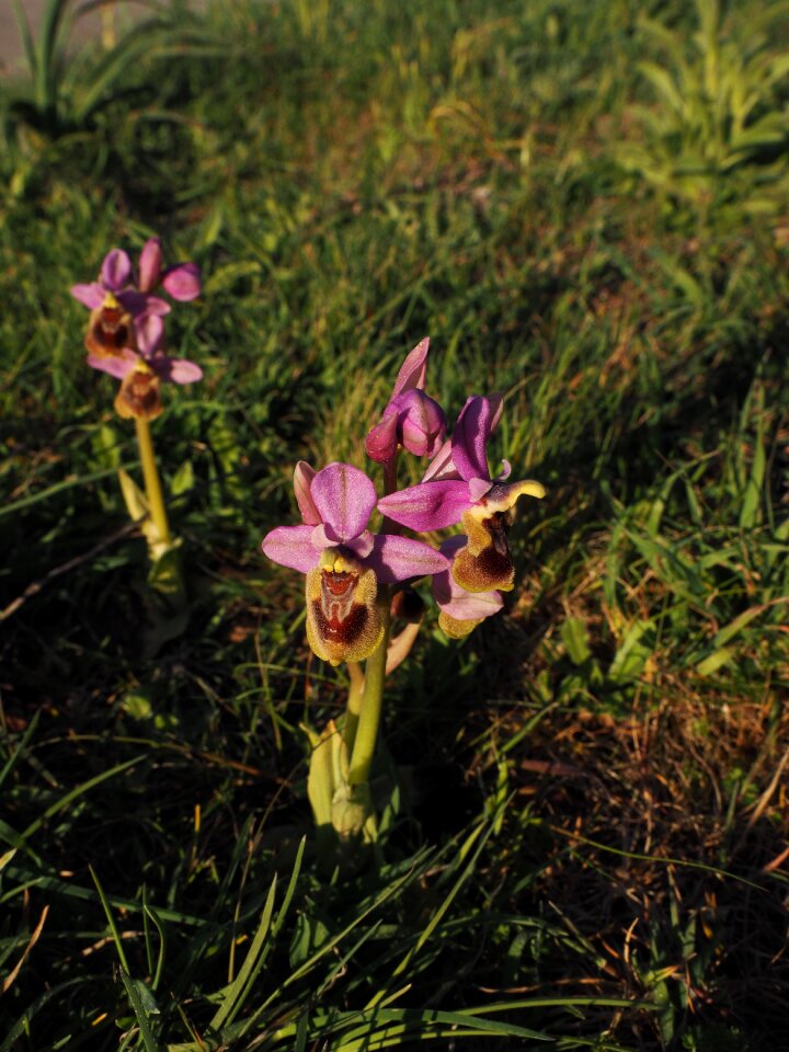 Blossom bloom orchidaceae