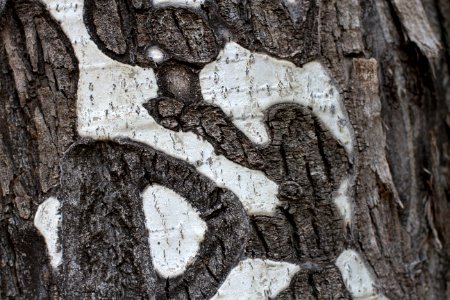 Aspen Glyphs