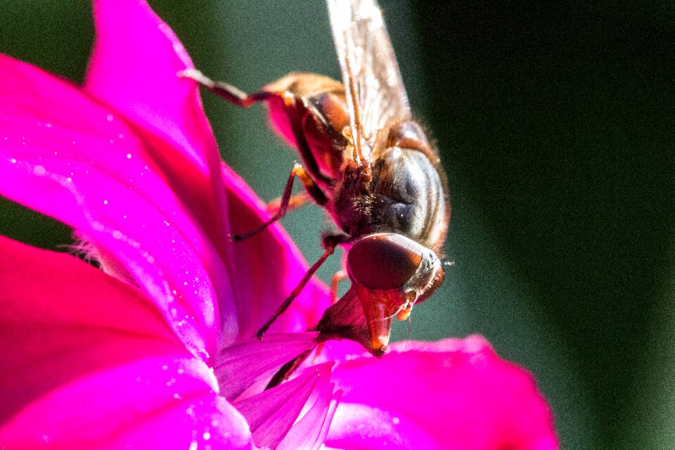 Flower close up insect