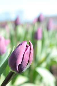 Bloom spring flowers photo