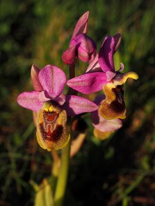 Blossom bloom orchidaceae
