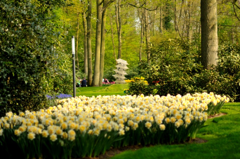 Keukenhof Holland Creative Commons by gnuckx