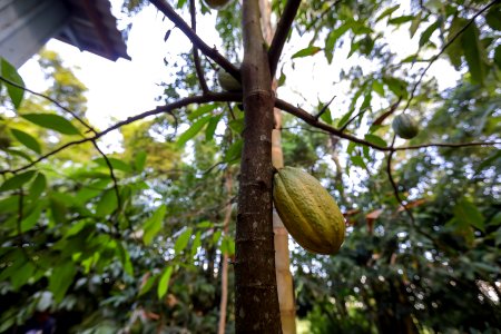 KikoSierich CacauIlhadeSaoFrancisco Guaira Parana