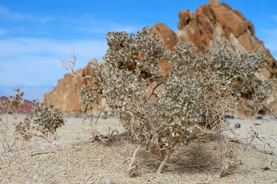 Desert Bonsai?