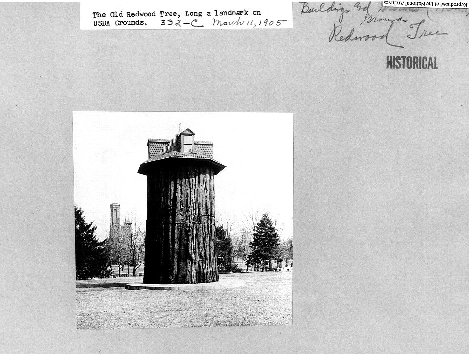 1905 (Mar 11) The Old Redwood Tree NARAII RG 16-G Box 5 332-C