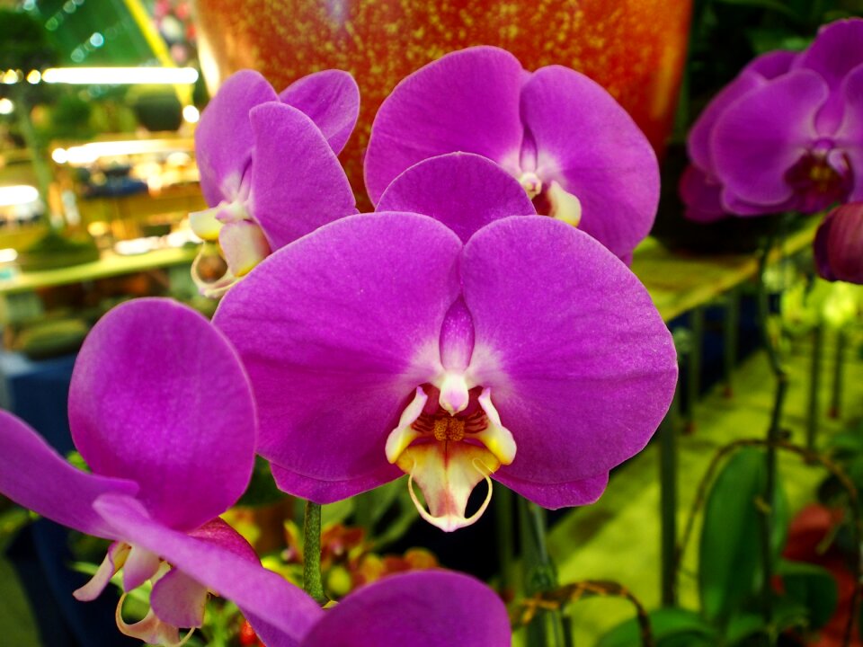 Big flower orchid flowers