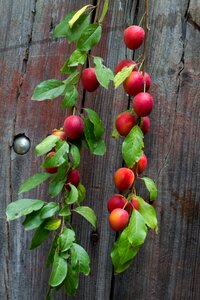 Branch yellow plums background