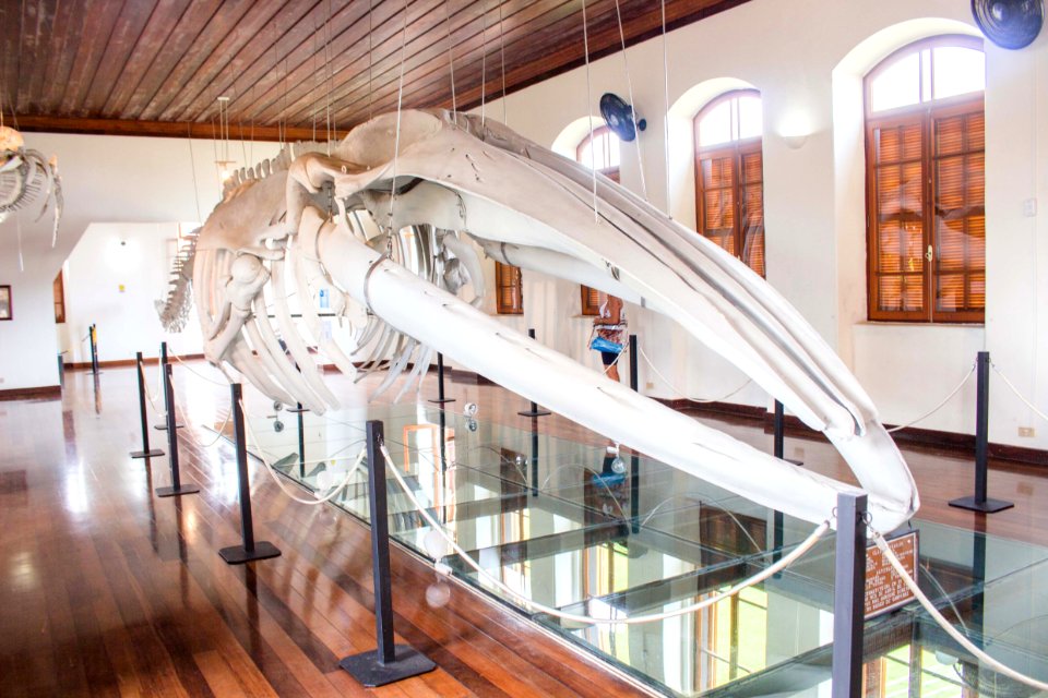 ROGERIO CASSIMIRO museu da pesca SANTOS SP