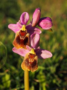 Blossom bloom orchidaceae