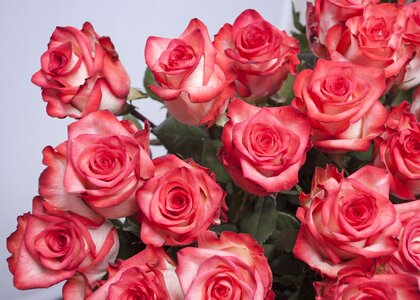 Pink pink rose pink roses