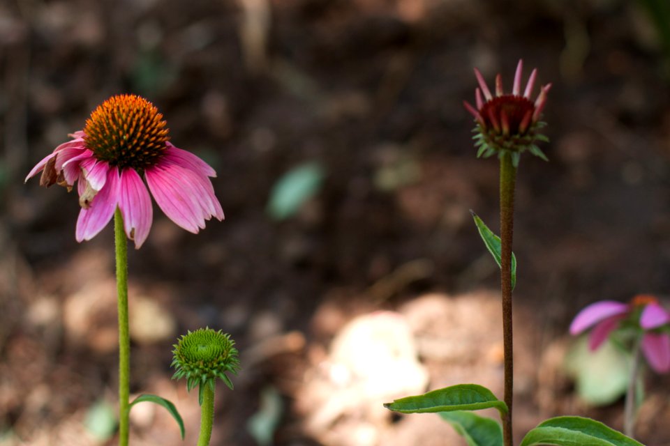 Echinacea Activate
