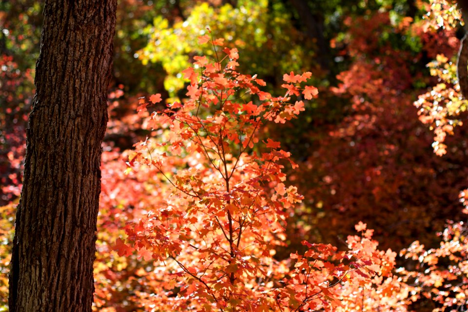 Arizona Has Maples