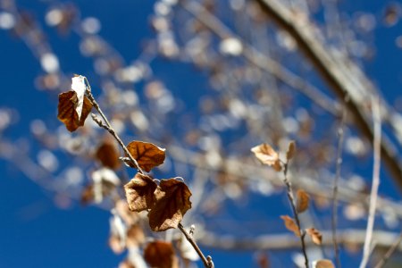 Poplars Turned Fast