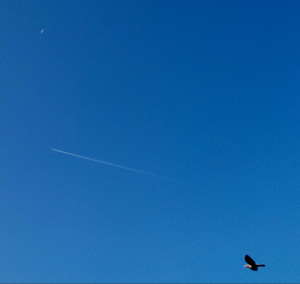 IMG 20190824 093130 Moon - Vapour Trail - Seagull - Fremington - Devon - UK