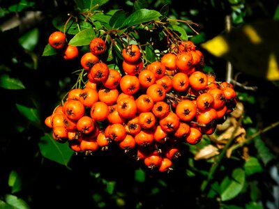 Evergreen ornamental shrub orange photo