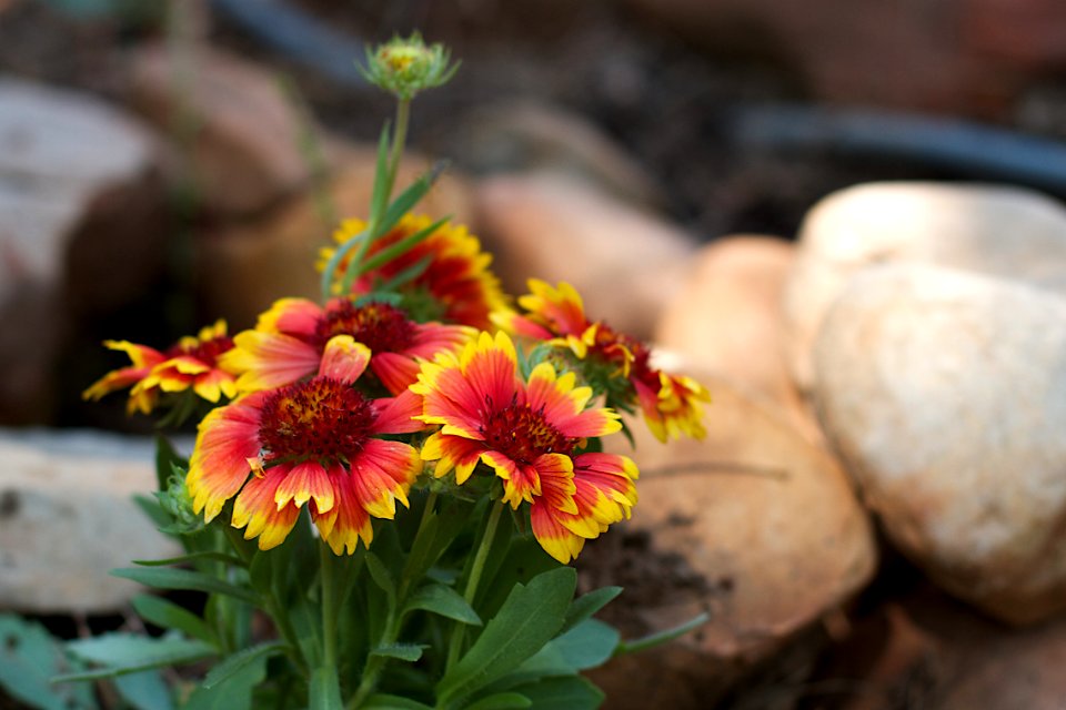 Blanket Flowers