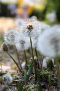 Nature dandelion plant