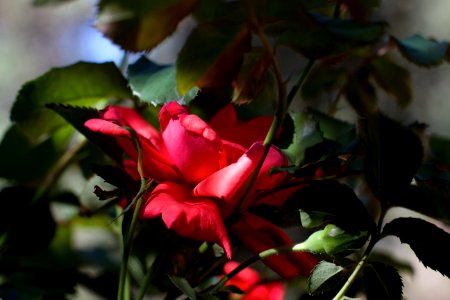 Secret Rose