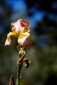 Tallest Iris photo