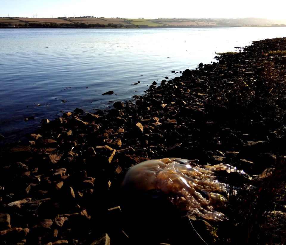 IMG 20190703 063626 Barrel Jellyfish - River Taw - Home Farm Marsh Nature Reserve - Fremington - North Devon - UK