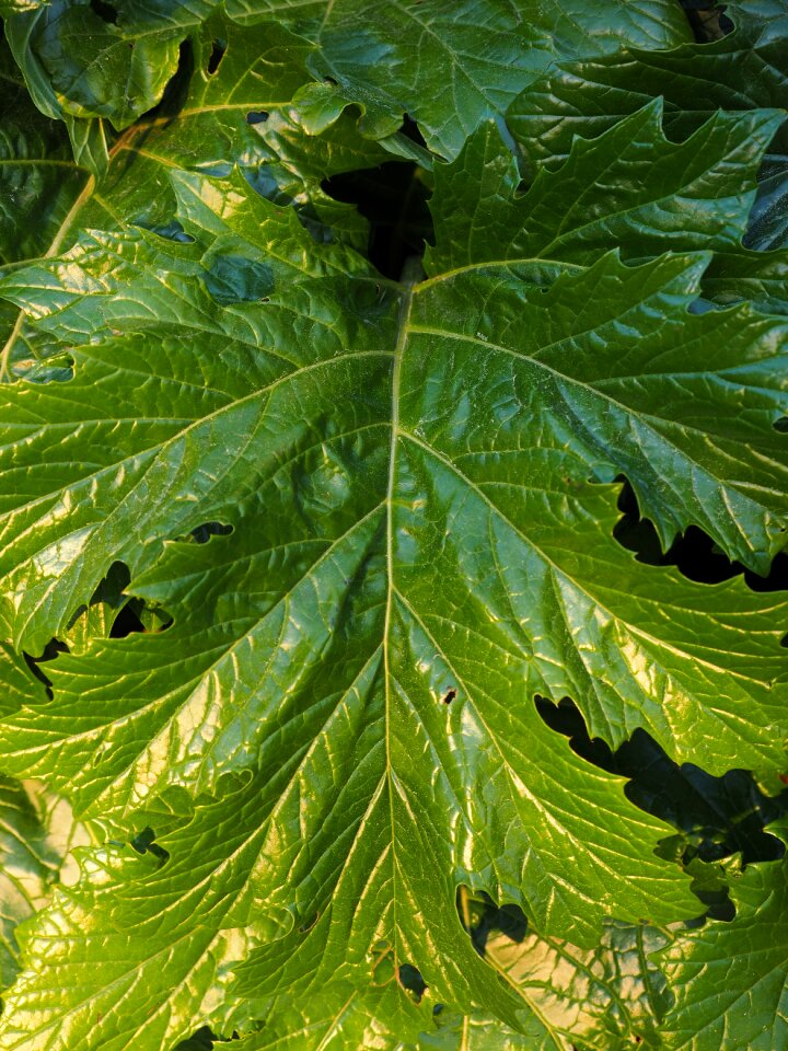 Acanthaceae soft acanthus leaf