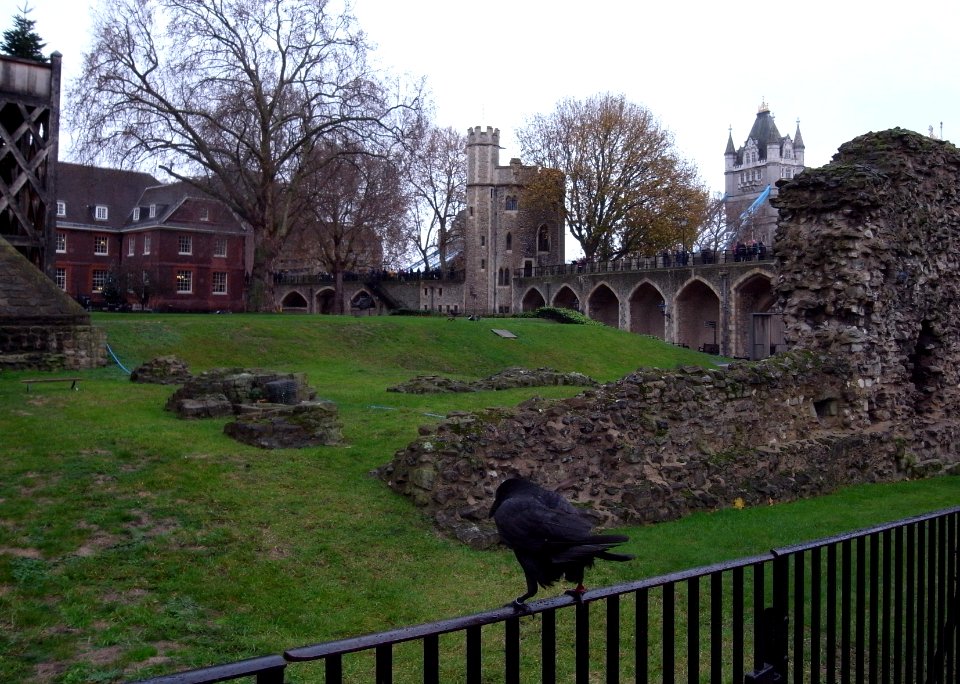Ravens - Tower of london - Tower Bridge - London - UK