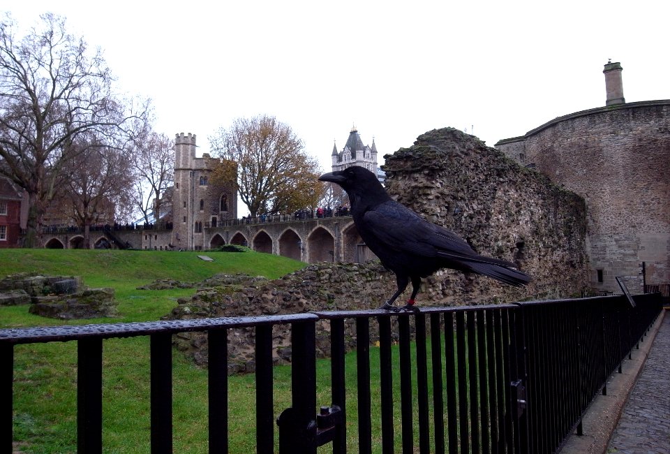 Ravens - Tower of london - Tower Bridge - London - UK