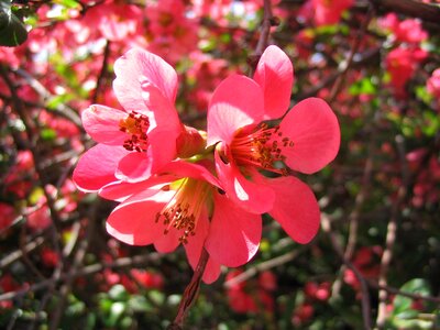 Bloom bush pink photo