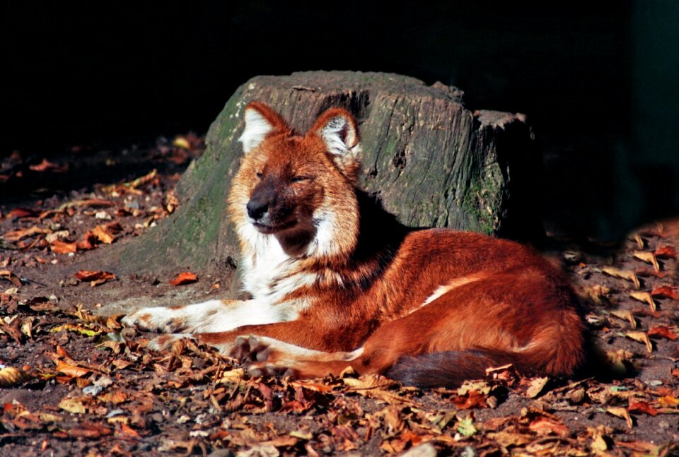 Wild wildlife park animal world photo